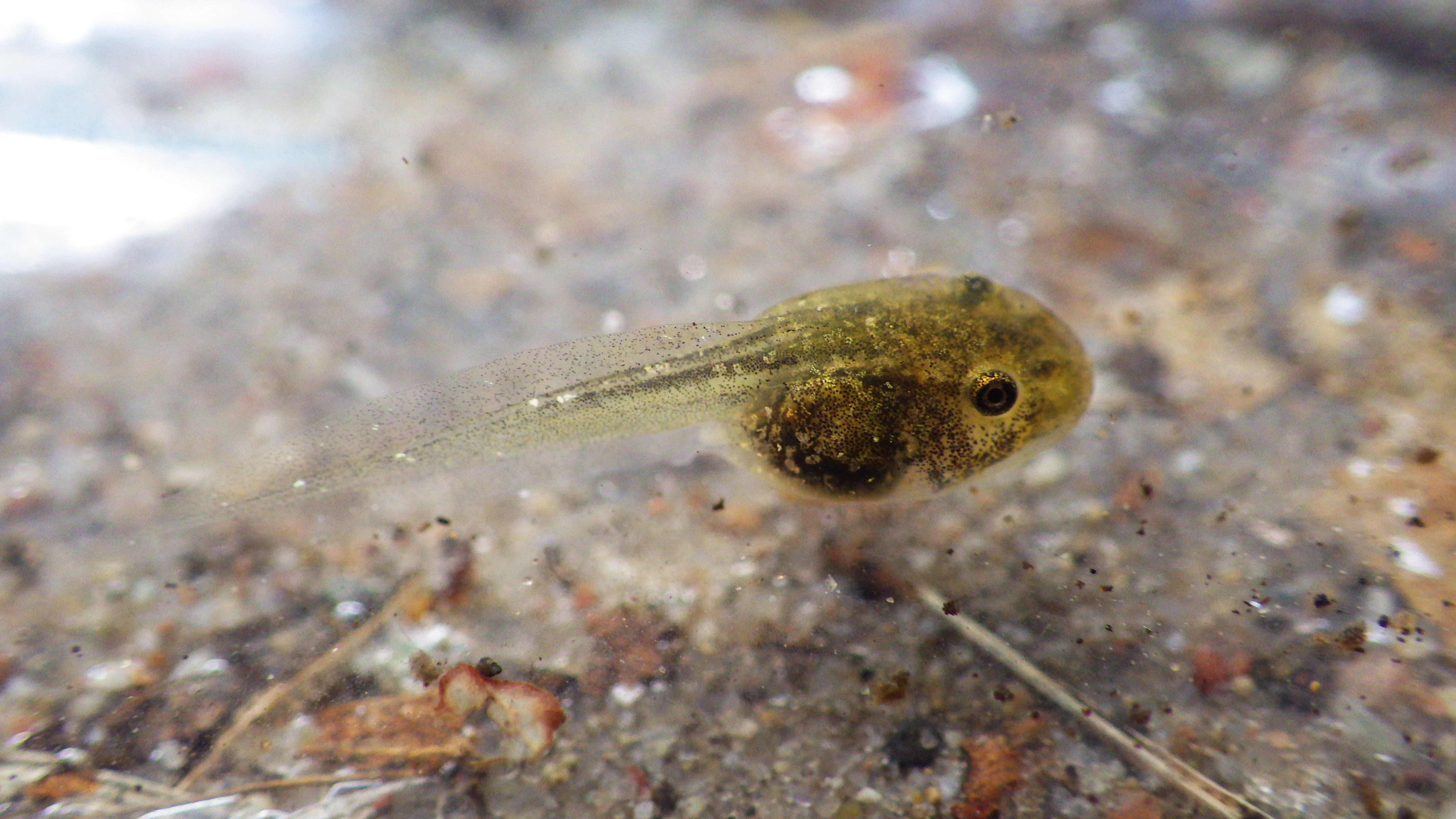 Frog Study Finds Common Water Pollutants Change Sexual Development frog-study-finds-common-water-pollutants-change-sexual-development